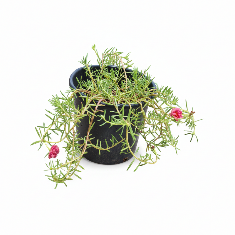 Rose Moss - Portulaca Grandiflora (6Ltr pot) | Dubai Gardens Glory!