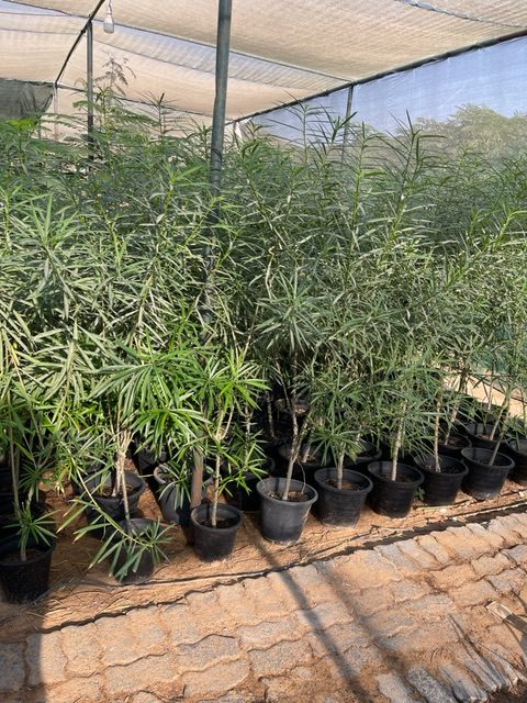 thevetia green souq