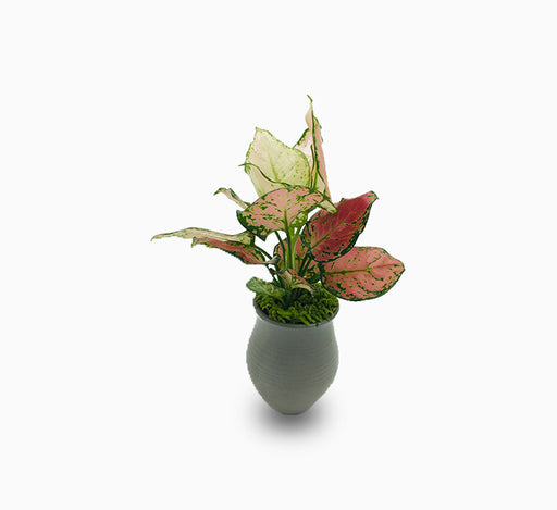 Aglonema sp ( Lady Valentine)