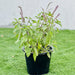Holy-Basil-tulsi-greensouq