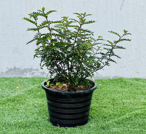Zanthoxylum Odorum