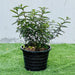 Zanthoxylum Odorum