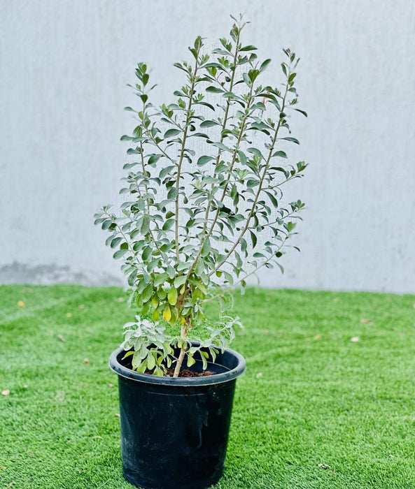 Texas sage leucophyllum