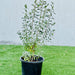 Texas sage leucophyllum