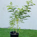 Thai jasmine