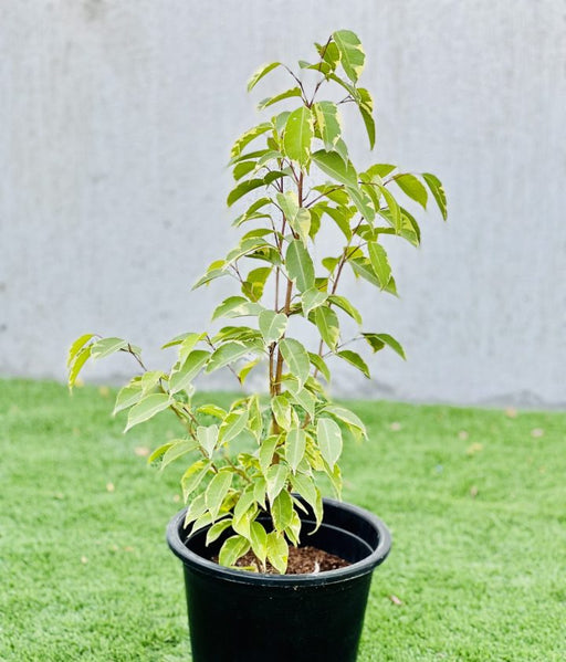 ficus benjamina variegata