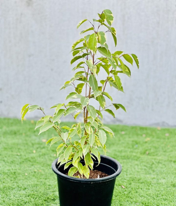 ficus benjamina variegata