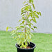 ficus benjamina variegata