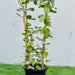 mandevilla splendens yellow bell climber green souq UAE