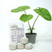 Best Tab "20-10-5" NPK with Essential Micro Nutrients Green Souq