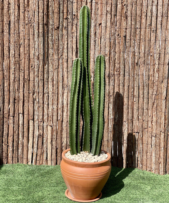 Cactus San Pedro (1.0-1.4m)