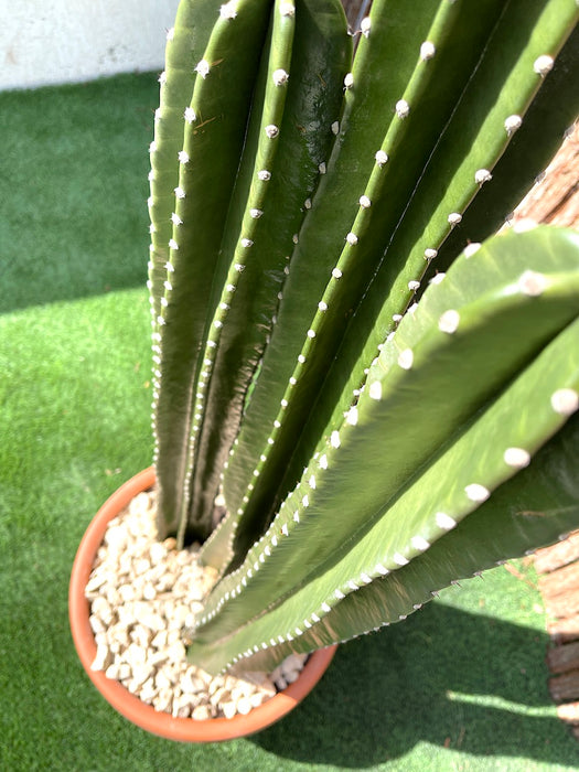 Cactus San Pedro (1.0-1.4m)