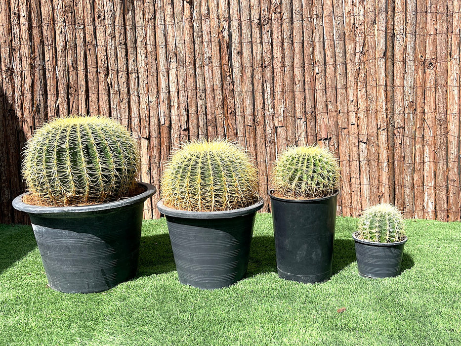 Echinocactus Grusonii, Golden Barrel Cactus, Mother-in-law Cushion or Ball Cactus
