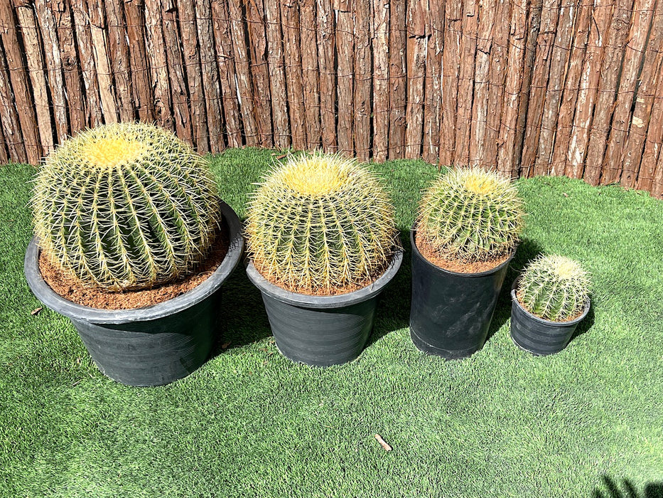 Echinocactus Grusonii, Golden Barrel Cactus, Mother-in-law Cushion or Ball Cactus