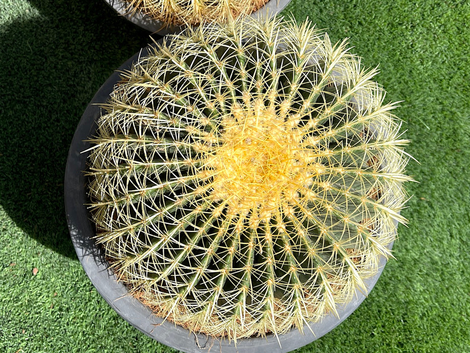 Echinocactus Grusonii, Golden Barrel Cactus, Mother-in-law Cushion or Ball Cactus