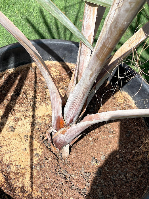 Bismarckia Red Petioles