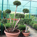 Ficus multi head Greensouq