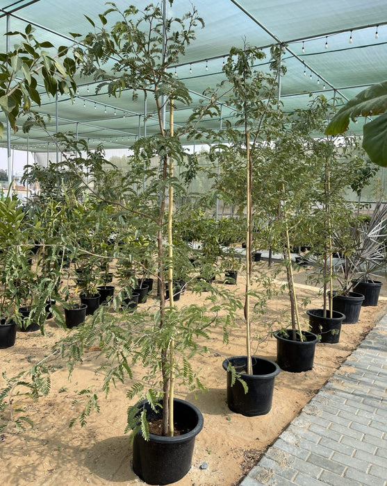 tamarind plant