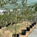 tamarind plant
