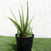 Aloe vera Green Souq