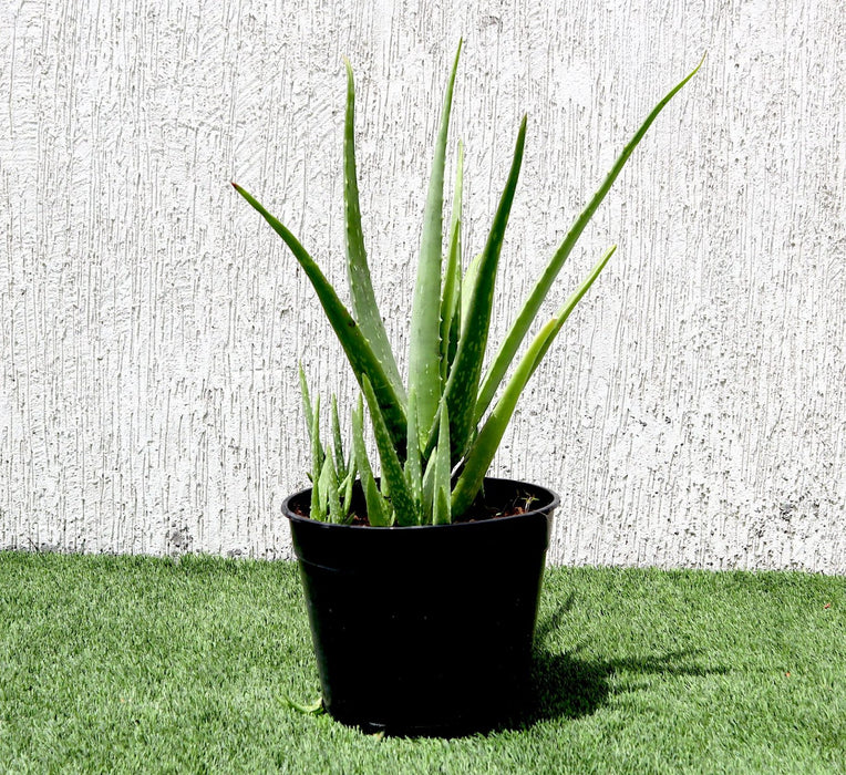 Aloe Vera, Medicina Aloe, Savila Or الألوة فيرا