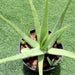 Aloe vera Green Souq