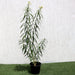 Nerium oleander Green Souq