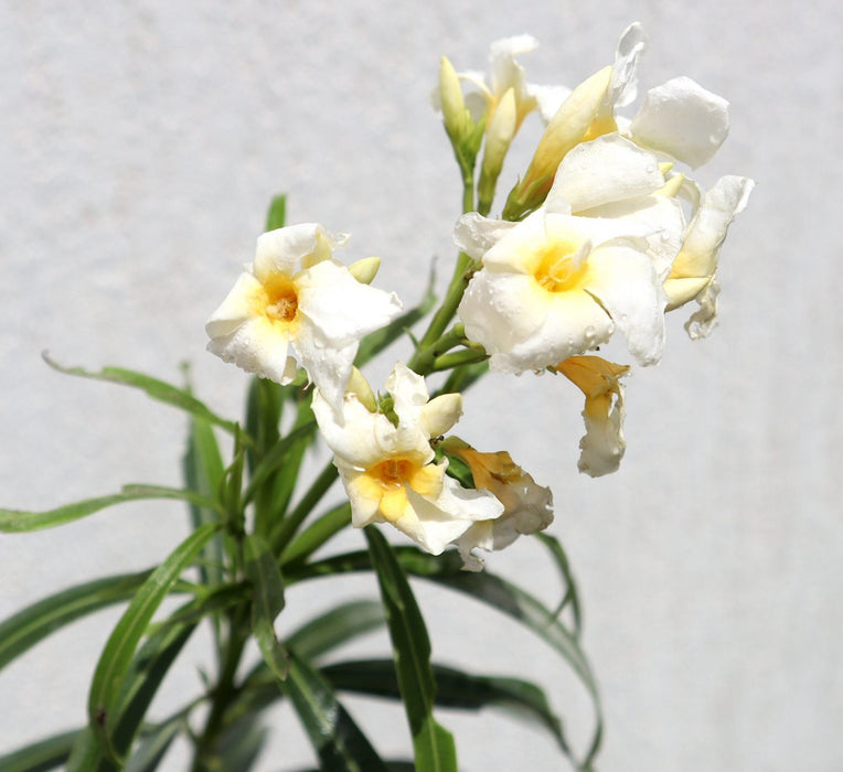 Nerium oleander Green Souq