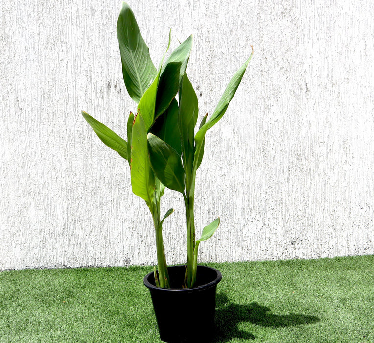 Canna indica Green Souq