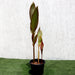 Canna indica Green Souq