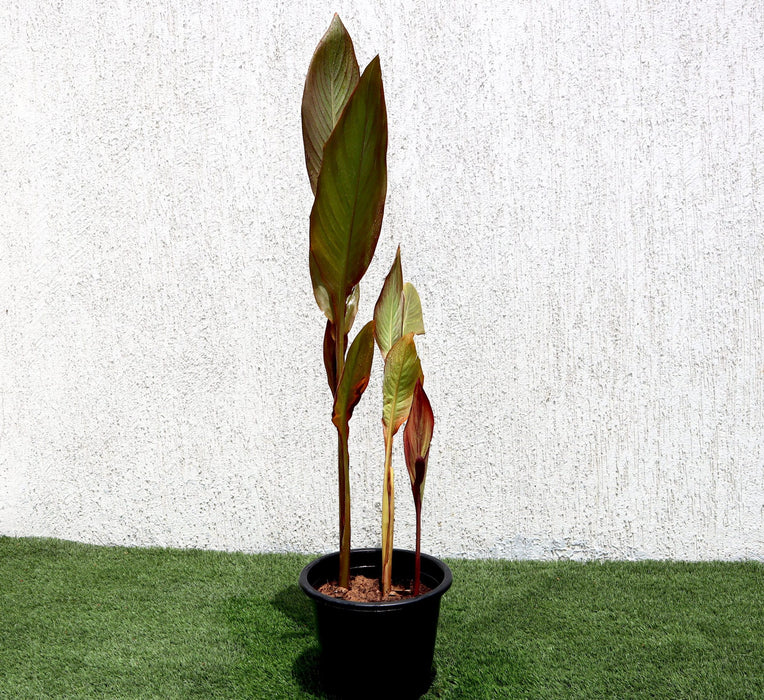 Canna indica Green Souq