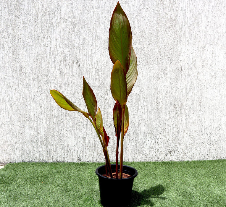 Canna indica Green Souq