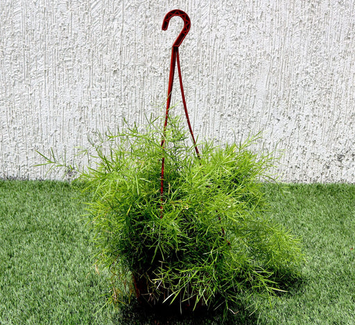 Asparagus Hanging Green Souq