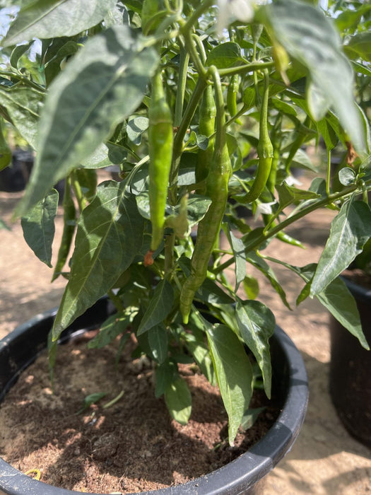 hot chili plant