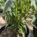 hot chili plant