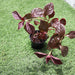 Carissa grandiflora Green Souq