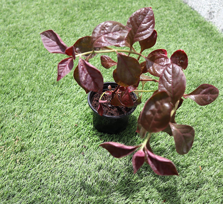 Carissa grandiflora Green Souq