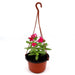 Vinca Hanging Green Souq