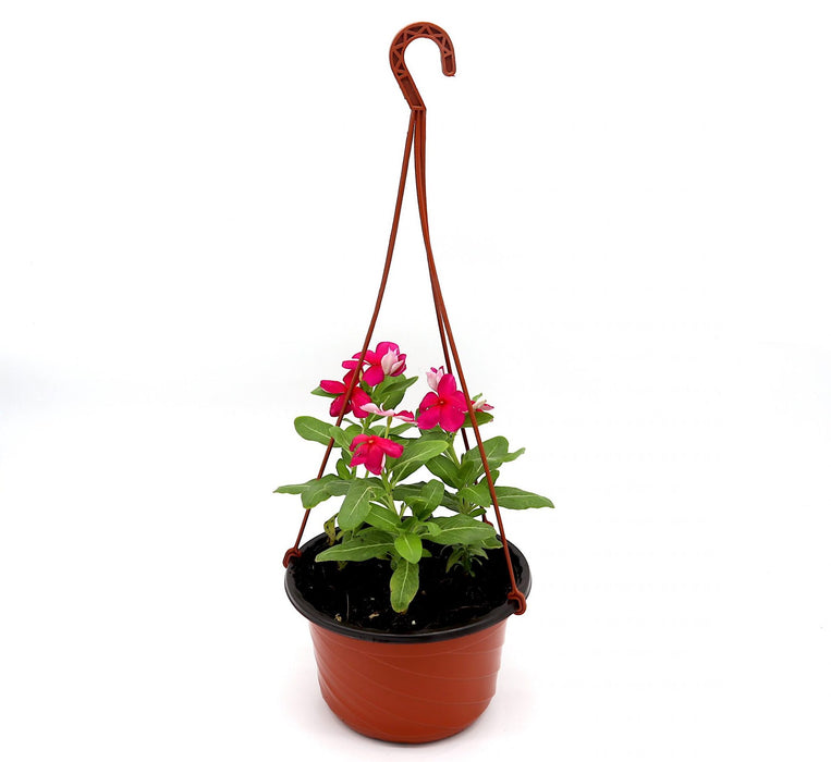 Vinca Hanging Green Souq