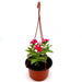 Vinca Hanging Green Souq