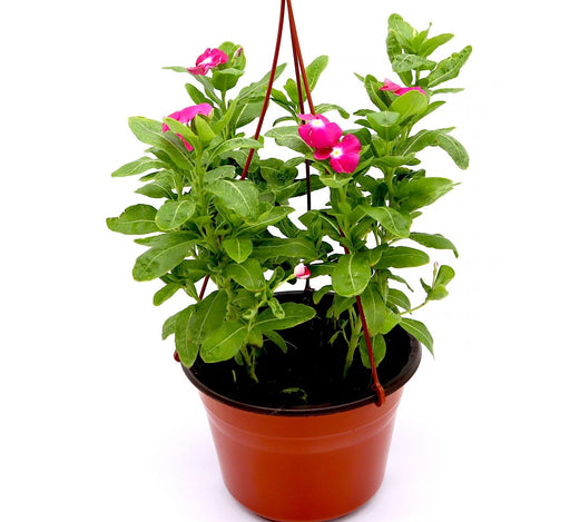 Vinca Hanging Green Souq