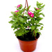 Vinca Hanging Green Souq