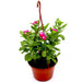 Vinca Hanging Green Souq