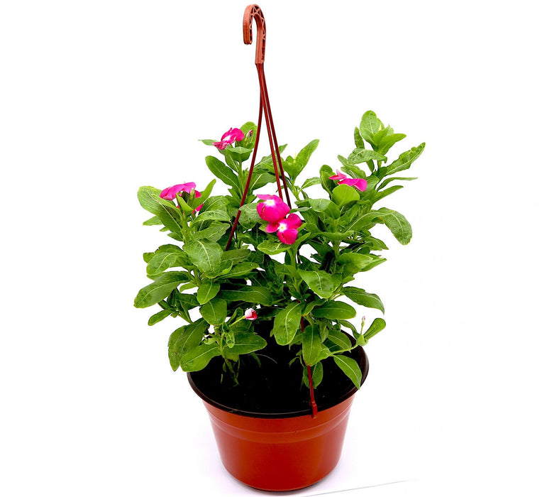 Vinca Hanging Green Souq