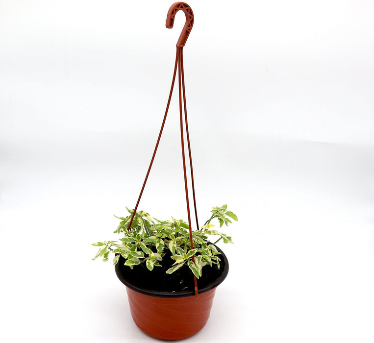 Asystasia gangetica Hanging "Chinese Violet" Green souq