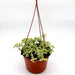 Asystasia gangetica Hanging "Chinese Violet" Green souq