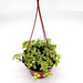 Asystasia gangetica Hanging "Chinese Violet" Green souq