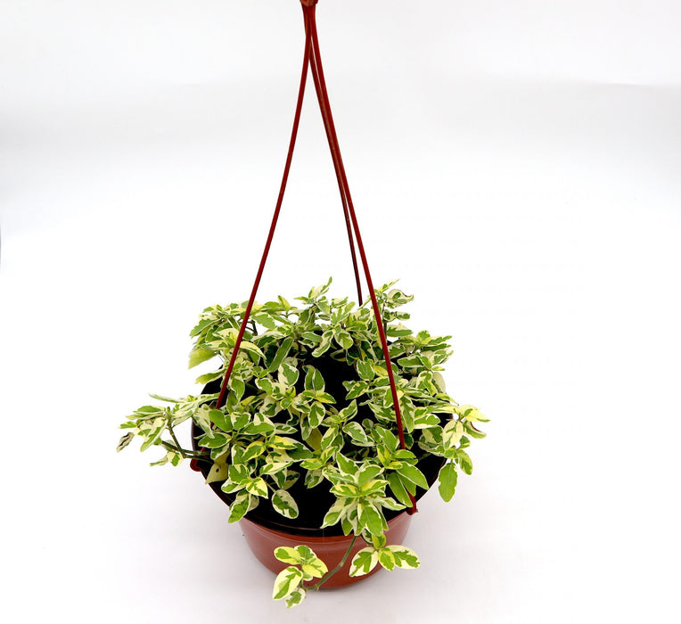 Asystasia gangetica Hanging "Chinese Violet" Green souq