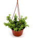 Portulacaria afra Hanging "Elephant Bush" Green Souq