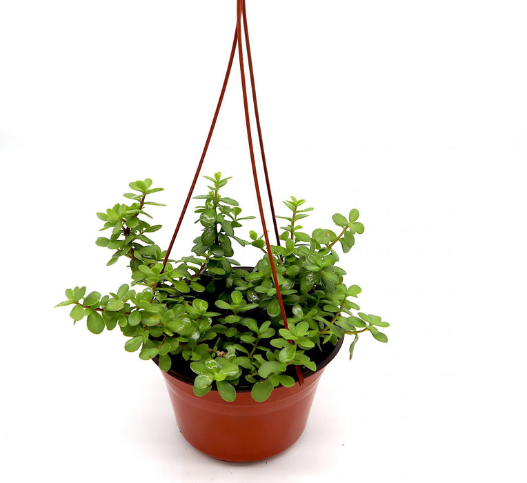 Portulacaria afra Hanging "Elephant Bush" Green Souq